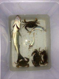 貝塚でシーバス！ バラし、アタック20回ほどありました