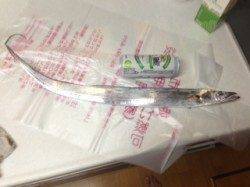 神戸空港にてワインドでタチウオ〜これからが期待です！