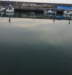 尾崎漁港にてサビキ釣り〜小アジ入れ食いでした