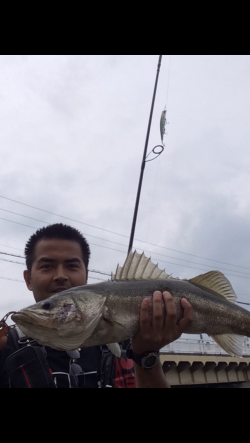 石津川にてシーバスのボイル〜72cm！！