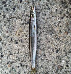 洲本周辺ソフトルアー&ショアジギング〜ベイト多く期待しましたが・・・