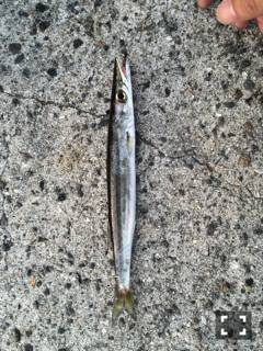 洲本周辺ソフトルアー&ショアジギン…