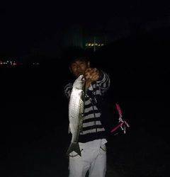 武庫川河口でチニング　バイブレーションにHIT