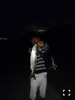 武庫川河口でチニング　バイブレーションにHIT