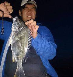 武庫川河口でチニング　バイブレーションにHIT