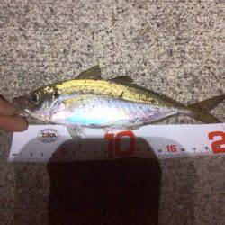 神戸空港周辺アジング〜粘って群れを待ち本命のアジ（≧∇≦）