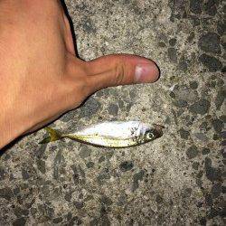 岸和田　アジング・ライトワインドで豆アジ30尾他の釣果