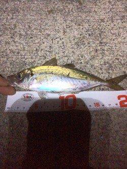 神戸空港周辺アジング〜粘って群れを待ち本命のアジ（≧∇≦）