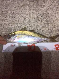 神戸空港周辺アジング〜粘って群れを待ち本命…