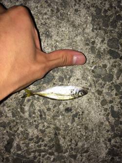 岸和田　アジング・ライトワインドで豆アジ3…
