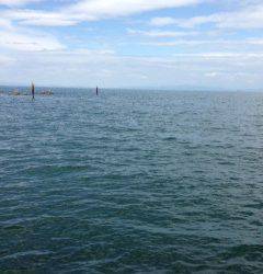 鳥取ノ荘、ライトジグで小さいカマスが沢山釣れます