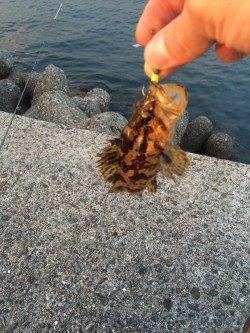 鳥取ノ荘でガシリング　ボトムでタケノコメバル　表層でキス