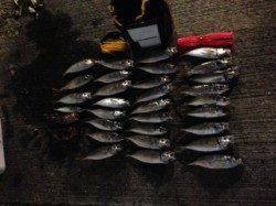 田村漁港で初めてのフロートリグ、入れ食い状態でした！