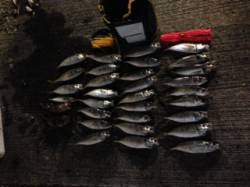 田村漁港で初めてのフロートリグ、入れ食い状…