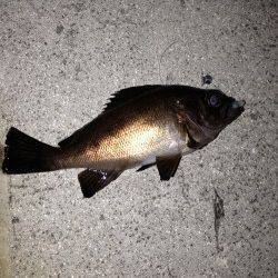 垂水漁港　22時頃からのアジング釣行で小サバ＆メバル