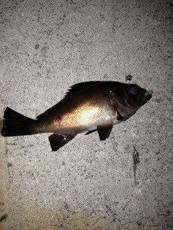 垂水漁港　22時頃からのアジング釣行で小サバ＆メバル