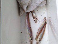 炬口でちょい投げキス狙い　他色々な魚種が釣れました