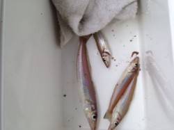 炬口でちょい投げキス狙い　他色々な魚種が釣…