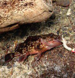 磯ノ浦　穴釣り釣行　暑いせいでガシラの活性はあまり？