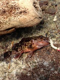磯ノ浦　穴釣り釣行　暑いせいでガシラの活性…