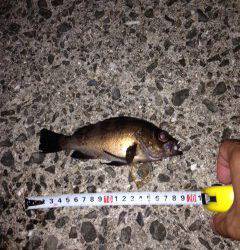 鳥取ノ荘ライトゲーム、メバルまだいました！　