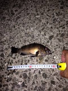 鳥取ノ荘ライトゲーム、メバルまだいました！…