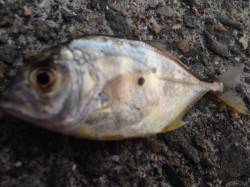 南芦屋浜でショアジギング　ロウニンアジが釣…