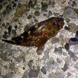 大蔵海岸　アジング釣行がメバリングに　メバル＆ガシラの釣果