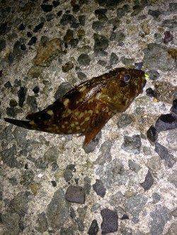 大蔵海岸　アジング釣行がメバリングに　メバル＆ガシラの釣果