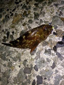 大蔵海岸　アジング釣行がメバリングに　メバ…