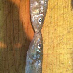 田ノ浦漁港　海水浴がてらの投げ釣りでキス・ベラなど