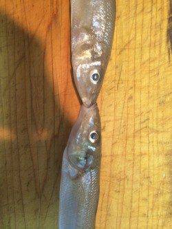 田ノ浦漁港　海水浴がてらの投げ釣りでキス・ベラなど