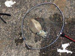 赤礁　サイトエギングでコウイカゲット☆