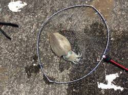 赤礁　サイトエギングでコウイカゲット☆