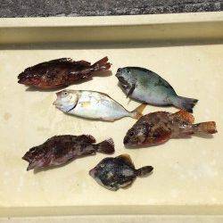 色々な魚種が楽しめます♫マリーナシティ釣り公園