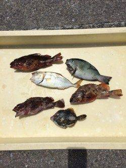 色々な魚種が楽しめます♫マリーナシティ釣り公園