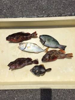 色々な魚種が楽しめます♫マリーナシティ釣り…