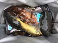 マリーナシティ海釣り公園　サビキでアジ・サ…