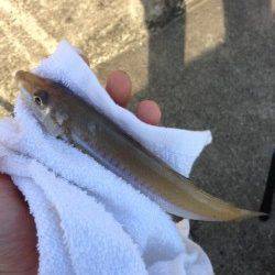 夕マズメの日置川河口でキス・チャリコ