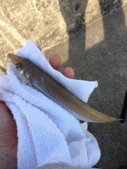 夕マズメの日置川河口でキス・チャリコ