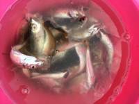 マリーナシティ海釣り公園　サビキでアジ・サバ・グレ・アコウ