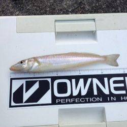 日置川河口　引き釣りのキスは100mラインでアタリ