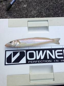 日置川河口　引き釣りのキスは100mライン…