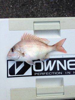 日置川河口　引き釣りのキスは100mラインでアタリ