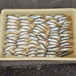 アジ大漁の満足釣果　他イワシ・グレ・アイゴ