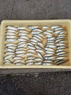 アジ大漁の満足釣果　他イワシ・グレ・アイゴ