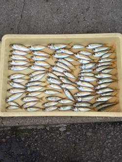 アジ大漁の満足釣果　他イワシ・グレ・アイゴ…