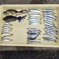 アジ大漁の満足釣果　他イワシ・グレ・アイゴ