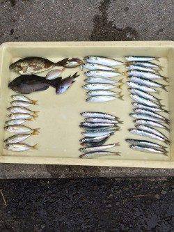 アジ大漁の満足釣果　他イワシ・グレ・アイゴ