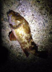 田村漁港で初めてのフロートリグ、入れ食い状態でした！